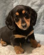 Lief klein teckel meisje langhaar, Dieren en Toebehoren, Honden | Teckels en Dashonden, Parvo, 8 tot 15 weken, Teef, Dwerg