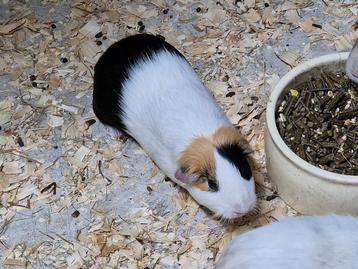 Lieve Cavia beer 3 kleur van bijna 8 maanden oud beschikbaar voor biedingen