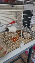 2 lieve cavia broertjes, evt inclusief hok, Dieren en Toebehoren, Knaagdieren, September, Mannelijk, Cavia