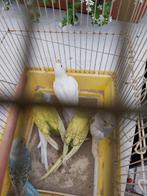 Jonge grasparkieten 2025, Dieren en Toebehoren, Vogels | Parkieten en Papegaaien, Meerdere dieren, Parkiet, Tam