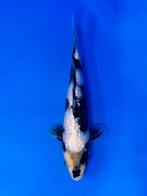 VHQ Tateshita Ginrin Shiro Utsuri 25-30cm Japanse koi, Karper of Koi