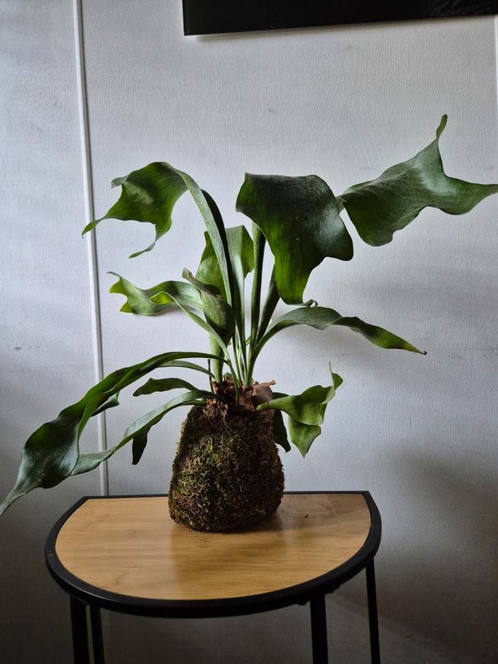 Hertshoorn mosbal XL, Huis en Inrichting, Kamerplanten, Minder dan 100 cm, Halfschaduw, Ophalen of Verzenden