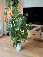 Grote Geldboom (Pachira) zonder pot, Huis en Inrichting, Ophalen, 100 tot 150 cm, Overige soorten, Halfschaduw