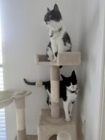 oppas gezocht voor lieve poesjes / kattenoppas / logeeradres, Poes, Kortharig