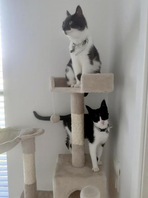 oppas gezocht voor lieve poesjes / kattenoppas / logeeradres, Dieren en Toebehoren, Katten en Kittens | Overige Katten, Kortharig