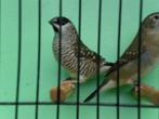 seresamadine, Dieren en Toebehoren, Vogels | Overige Vogels, Mannelijk, Tropenvogel