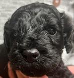 Nog 1 Prachtig kleine medium/ grote mini pup beschikbaar, Overige rassen, CDV (hondenziekte), 8 tot 15 weken, Geslacht onbekend