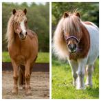 Stalling gezocht omg. Enschede/Boekelo/Haaksberen, Dieren en Toebehoren, Stalling en Weidegang, Stalling