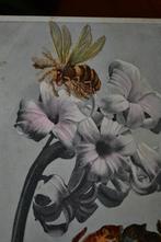 frankrijk 1907 witte lelies poesjes insect BIJ, Ophalen, Voor 1920, Ongelopen, Overige thema's