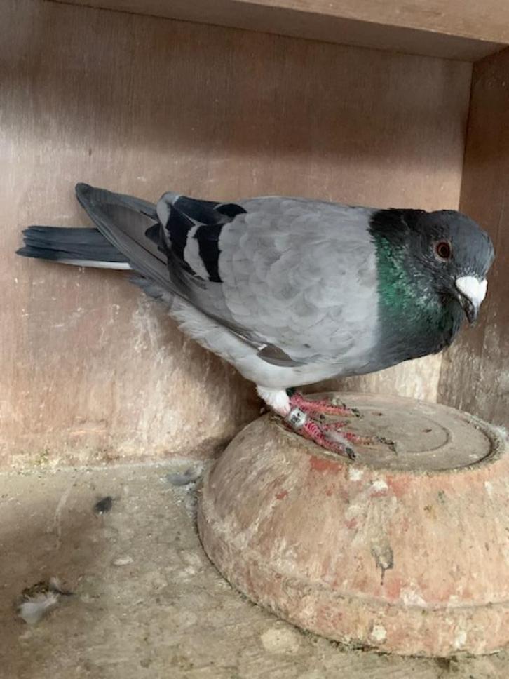 te koop postduiven, Dieren en Toebehoren, Vogels | Duiven, Postduif, Mannelijk