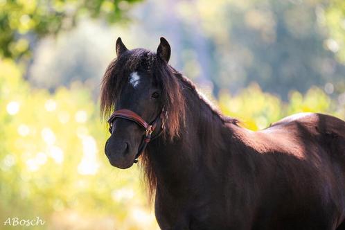 Bijrijder gezocht, Dieren en Toebehoren, Paarden en Pony's | Overige Paardenspullen, Ophalen of Verzenden