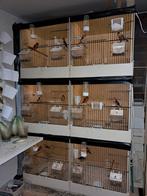 Kapoetsensijzen, Dieren en Toebehoren, Meerdere dieren, Geringd