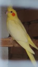 Valkparkiet pop (incl. DNA), Dieren en Toebehoren, Vrouwelijk, Parkiet, Geringd