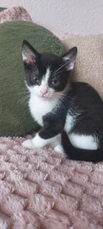 Super Lieve kitten heeft snel een huisje nodig, Dieren en Toebehoren, Katten en Kittens | Overige Katten, Kater, Kortharig, 0 tot 2 jaar