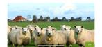 Te koop gevraagd swifter ooilammeren, Dieren en Toebehoren, Schapen, Geiten en Varkens, Vrouwelijk, Schaap, 0 tot 2 jaar