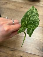 Syngonium mottled mojito, Huis en Inrichting, Kamerplanten, Ophalen of Verzenden, Overige soorten, Minder dan 100 cm