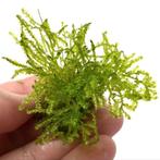 Taiwan mos. Aquarium mos voor garnalen., Ophalen of Verzenden, Zo goed als nieuw, Plant(en), Steen of Hout