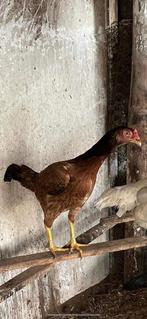 Shamo(brazil x hint), Dieren en Toebehoren, Vrouwelijk, Kip