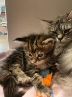Maine Coon Kitten, Meerdere dieren