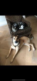 Vakantieopvang hond, Dieren en Toebehoren, Honden | Niet-rashonden, 6 jaar of ouder, Rabiës (hondsdolheid), Reu, Groot