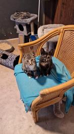 2 tamme lieve kittens (reeds geholpen), Dieren en Toebehoren, Katten en Kittens | Overige Katten, Meerdere dieren
