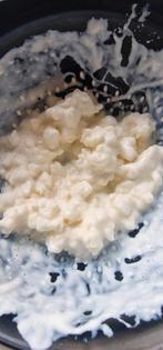 Verse Kefir Korrels gratis af te halen., Ophalen