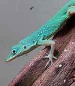 Anolis en gekko's voor Houten 31 maart 2024, 0 tot 2 jaar, Hagedis