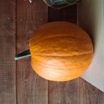 Diverse soorten "Halloween" pompoenen., Tuin en Terras, Tuinwanddecoratie, Ophalen, Zo goed als nieuw