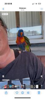 Gezocht een vriendje of vriendinnetje, Dieren en Toebehoren, Geslacht onbekend, Papegaai, Pratend