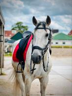 Paarden en pony’s voor de lease, les en buitenritten!, Diensten en Vakmensen, Dieren | Paarden | Verzorging, Oppas en Les, Ruiter of Bijrijder