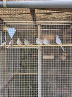 Diamant duifjes, Dieren en Toebehoren, Meerdere dieren, Tropenvogel