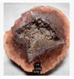 Septarie halve bol vol met kristallen, Frankrijk 9,5 cm, Ophalen of Verzenden, Mineraal