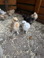 Zijdehoender kuikens USA type, Dieren en Toebehoren, Pluimvee, Geslacht onbekend, Kip