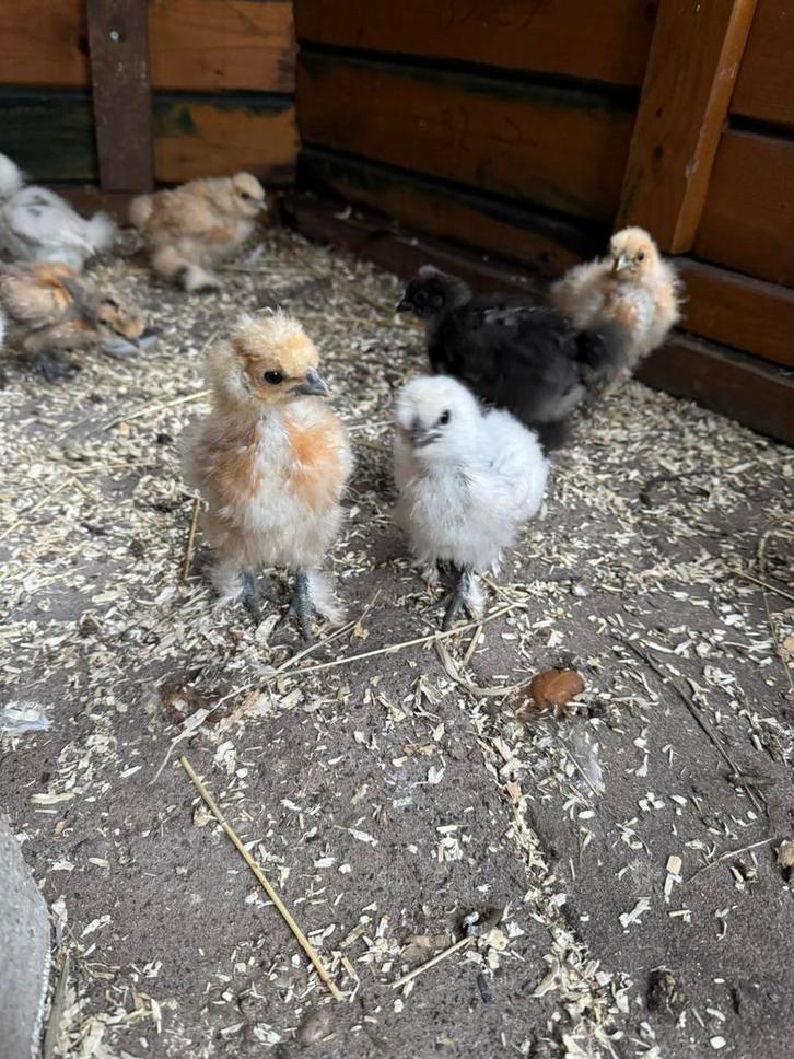 Zijdehoender kuikens USA type, Dieren en Toebehoren, Pluimvee, Kip, Geslacht onbekend