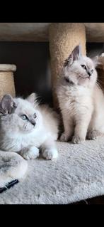 Schattige Ragdolls, Dieren en Toebehoren, Katten en Kittens | Raskatten | Korthaar, Meerdere dieren, Gechipt, 0 tot 2 jaar
