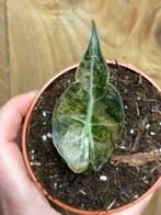 Alocasia amazonica plant pink roze mint albo variegata, Huis en Inrichting, Ophalen of Verzenden, Halfschaduw, Minder dan 100 cm