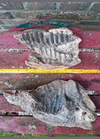 Kaak kaken bot Mammoet mammuthus Pleistoceen wolharig, Verzamelen, Mineralen en Fossielen, Ophalen of Verzenden, Fossiel