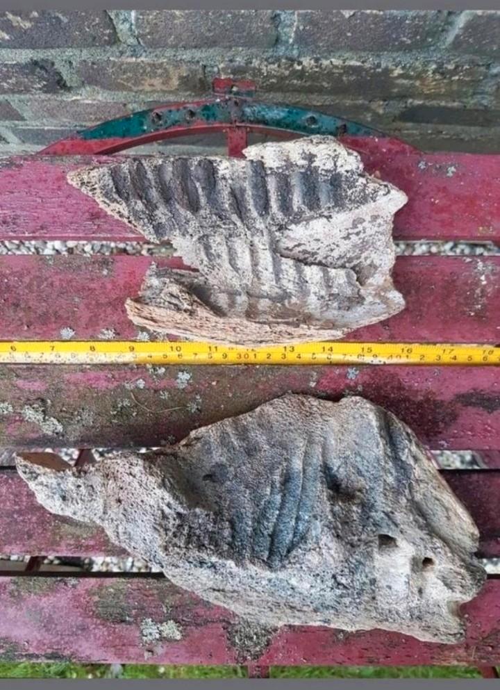 Kaak kaken bot Mammoet mammuthus Pleistoceen wolharig, Verzamelen, Mineralen en Fossielen, Fossiel, Ophalen of Verzenden