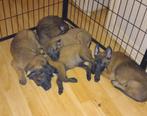 Mechelse herder puppies, Dieren en Toebehoren, CDV (hondenziekte), 8 tot 15 weken, Teef, Meerdere