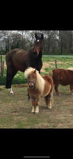 Gezocht: shetlander als maatje in Rijswijk (Zuid-Holland), Dieren en Toebehoren, Stalling en Weidegang, Stalling