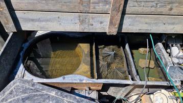 3 kamer filter + uv filter en bioloog en pomp beschikbaar voor biedingen