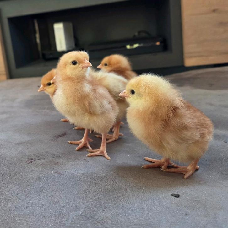 Beschikbaar!! Lohman kuikens alleen hennen, Dieren en Toebehoren, Pluimvee, Kip, Vrouwelijk