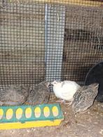 Japanse kwartels, Dieren en Toebehoren, Pluimvee