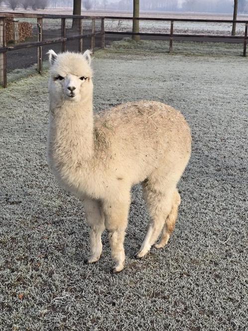 Leuk alpaca hengstje, Dieren en Toebehoren, Overige Dieren, Mannelijk, Voor 1 juli 2024