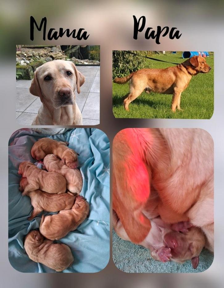 Prachtige donker blond/red fox labrador pups., Dieren en Toebehoren, Honden | Retrievers, Spaniëls en Waterhonden, Meerdere dieren