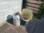Melkbussen, Tuin en Terras, Planten | Tuinplanten, Ophalen, Zomer, Volle zon