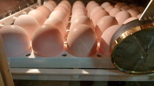 Broedeieren vleeskuikens, Dieren en Toebehoren, Pluimvee | Toebehoren, Zo goed als nieuw, Overige typen, Ophalen of Verzenden