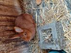 Triantha konijntjes te koop, Dieren en Toebehoren, Konijnen, Meerdere dieren, Middelgroot, 0 tot 2 jaar