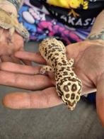 Luipaard gekko’s, Dieren en Toebehoren, Reptielen en Amfibieën, Hagedis, 3 tot 6 jaar