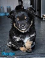 Supermooie Pomchi Puppies, CDV (hondenziekte), 8 tot 15 weken, Meerdere, Meerdere dieren